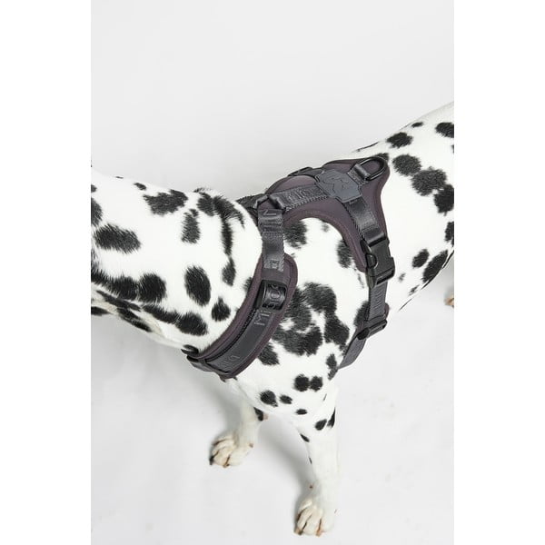 Tmavě šedý postroj velikost L délka 42 cm Modena Asphalt L – MiaCara-image-3