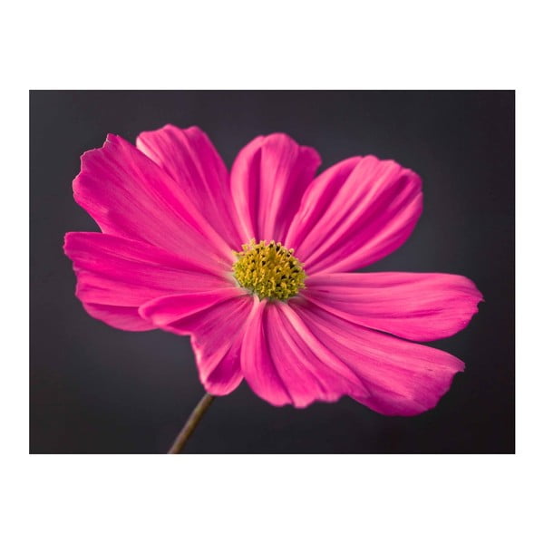 Obraz DecoMalta Pink, 65 x 50 cm
