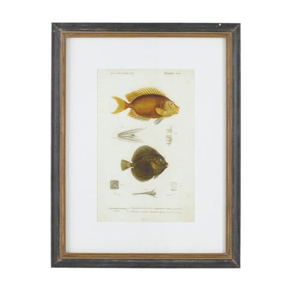 Obraz Athezza Fish Acanthures, 55x47 cm