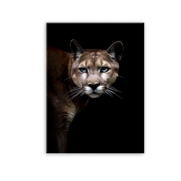 Obraz Styler Glas Animals Cougar, 70 x 100 cm