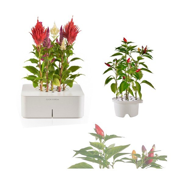Startovací květináč Celosia + náhradní kazeta Chilli