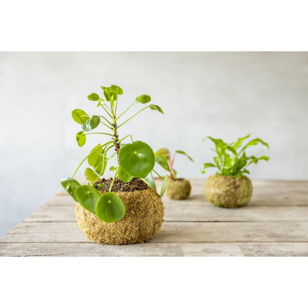 Květináč ø 20 cm Kokedama – Esschert Design-image-1
