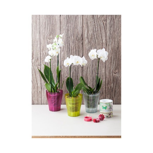 Zelený květináč Plastia Trasluscent Ola, ø 13,4 cm-image-2