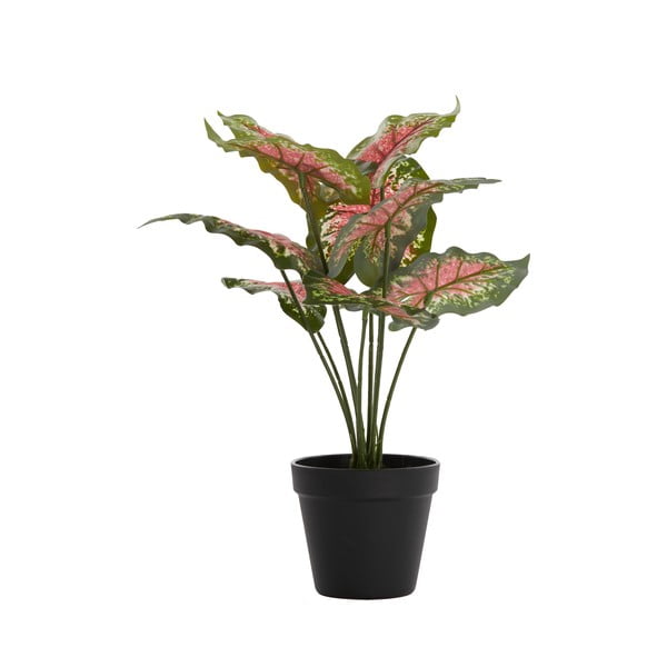 Umělá rostlina (výška 40 cm) Caladium – Light & Living