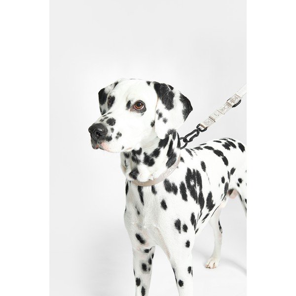 Tmavě šedý obojek velikost L/XL délka 40 cm Modena Asphalt L/XL – MiaCara-image-4