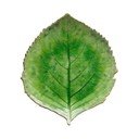 Zelený kameninový talíř Costa Nova Riviera, 19 x 22 cm