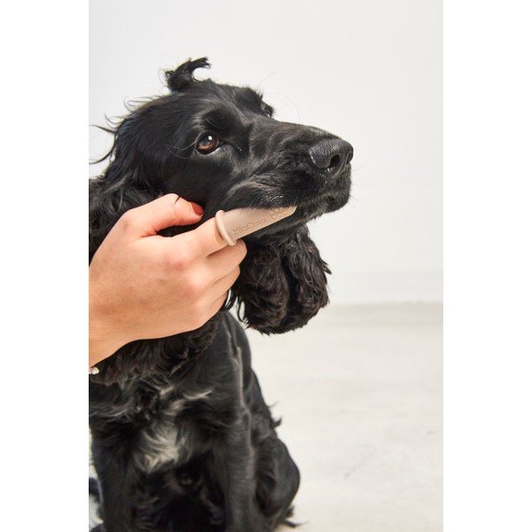 Zubní kartáčky pro domácího mazlíčka v sadě Dito – MiaCara-image-1