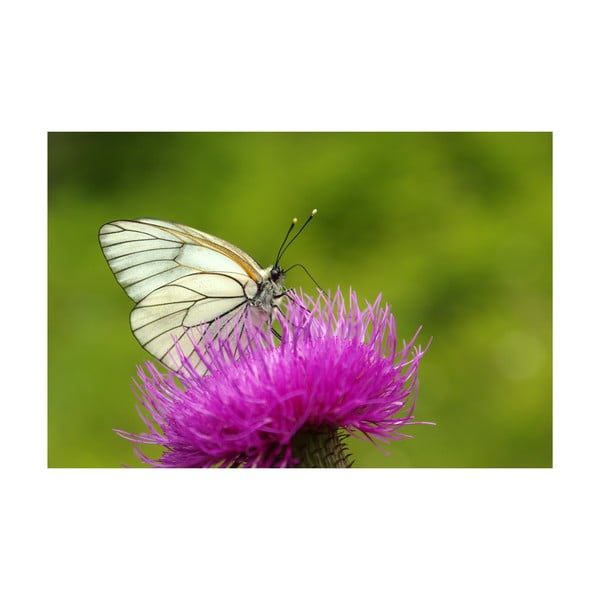 Fotoobraz Motýl na květu, 40x60 cm, exkluzivní edice