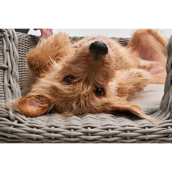 Béžový pelíšek pro psa 58x68 cm Mio Greige S – MiaCara-image-1