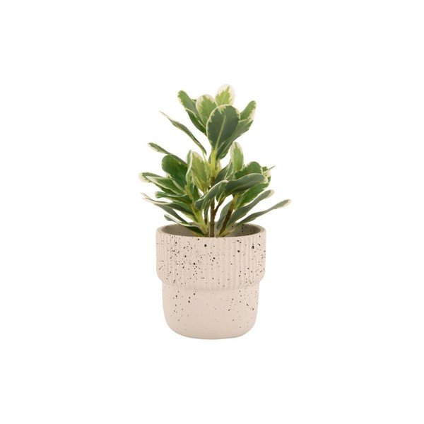 Světle béžový betonový květináč ø 14 cm Speckles - PT LIVING-image-2
