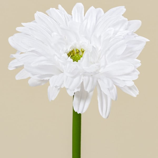 Dekorativní květina Boltze Gerbera