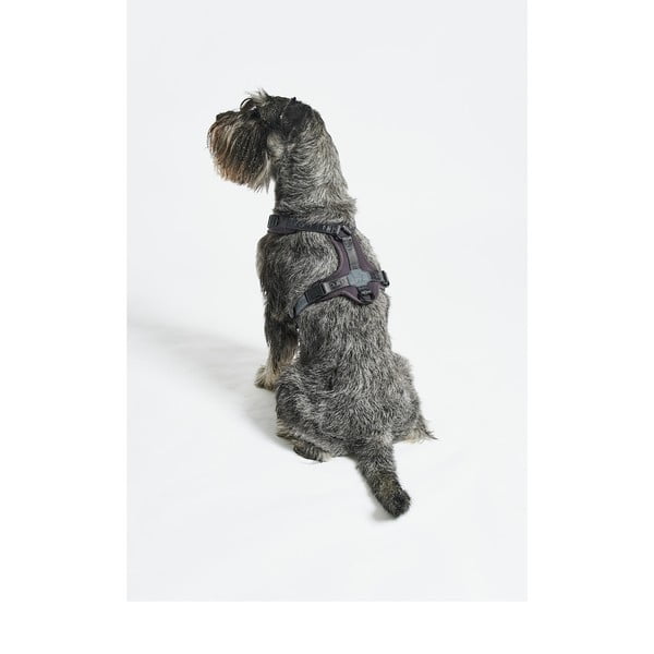 Tmavě šedý postroj velikost S délka 30 cm Modena Asphalt S – MiaCara-image-2