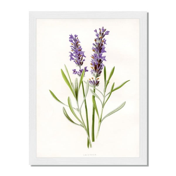 Obraz v rámu Liv Corday Provence Herbal Lavender, 30 x 40 cm