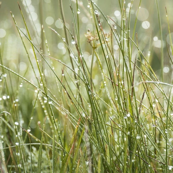 Skleněný obraz Sparkling Grasses, 30x30 cm