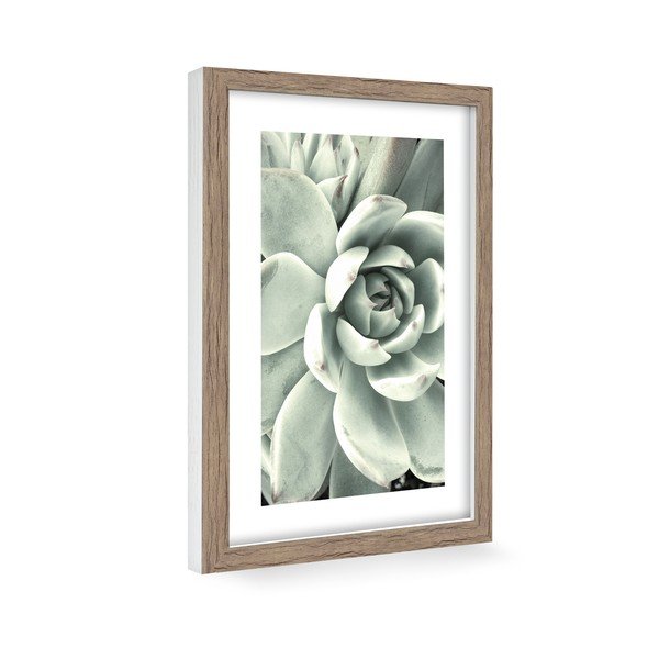 Plakát 60x90 cm Aloe  -image-1