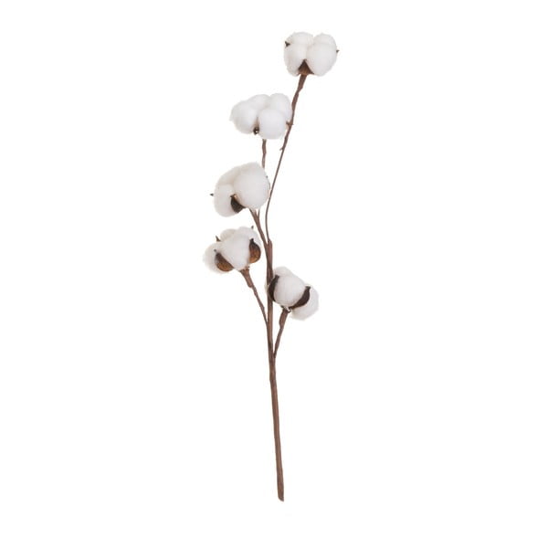 Sušená rostlina (výška 55 cm) Cotton – Casa Selección