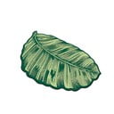 Zelená koupelnová předložka 60x100 cm Sheet – Foutastic