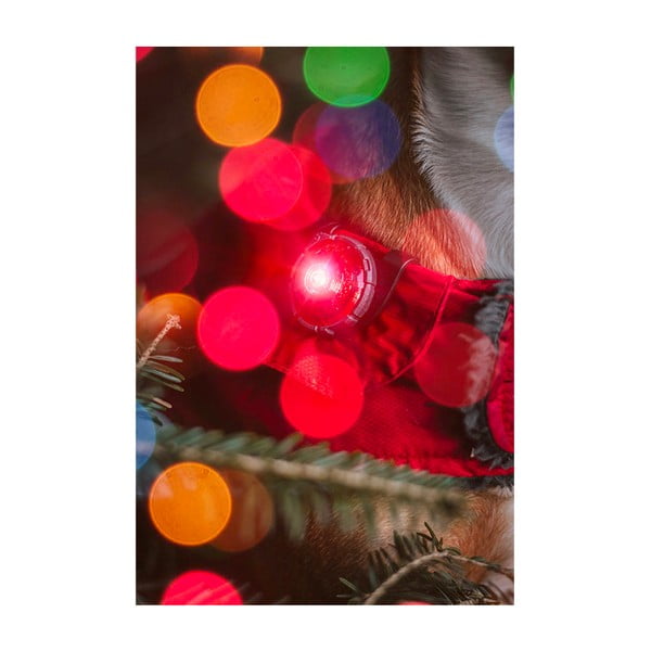 LED světlo na obojek Red – Orbiloc-image-4