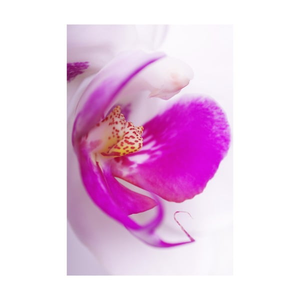 Fotoobraz Tmavě růžový květ, 40x60 cm, exkluzivní edice
