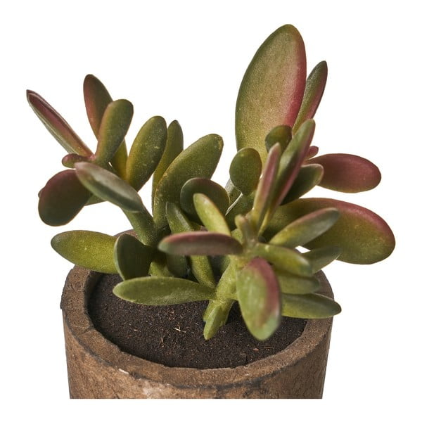 Umělé rostliny v sadě 4 ks (výška 10 cm) Cactus – Casa Selección-image-4