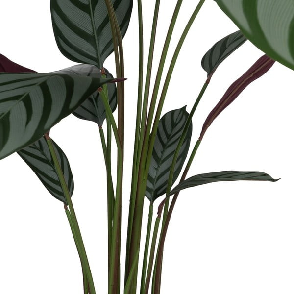 Umělá rostlina (výška 150 cm) Calathea – Ixia-image-2