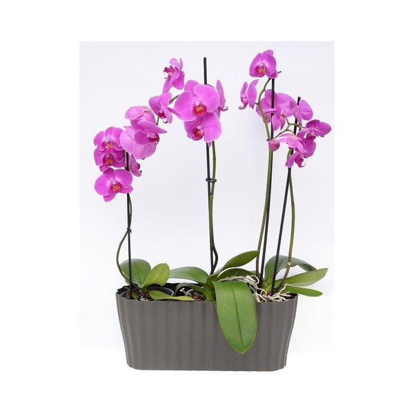 Antracitově šedý květináč Plastia Tirola, délka 38 cm-image-2