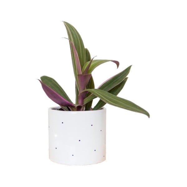 Květináč Dots, 11 cm