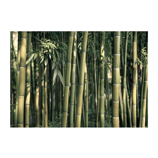 Velkoformátová tapeta Artgeist Bamboo Exotic, 400 x 280 cm