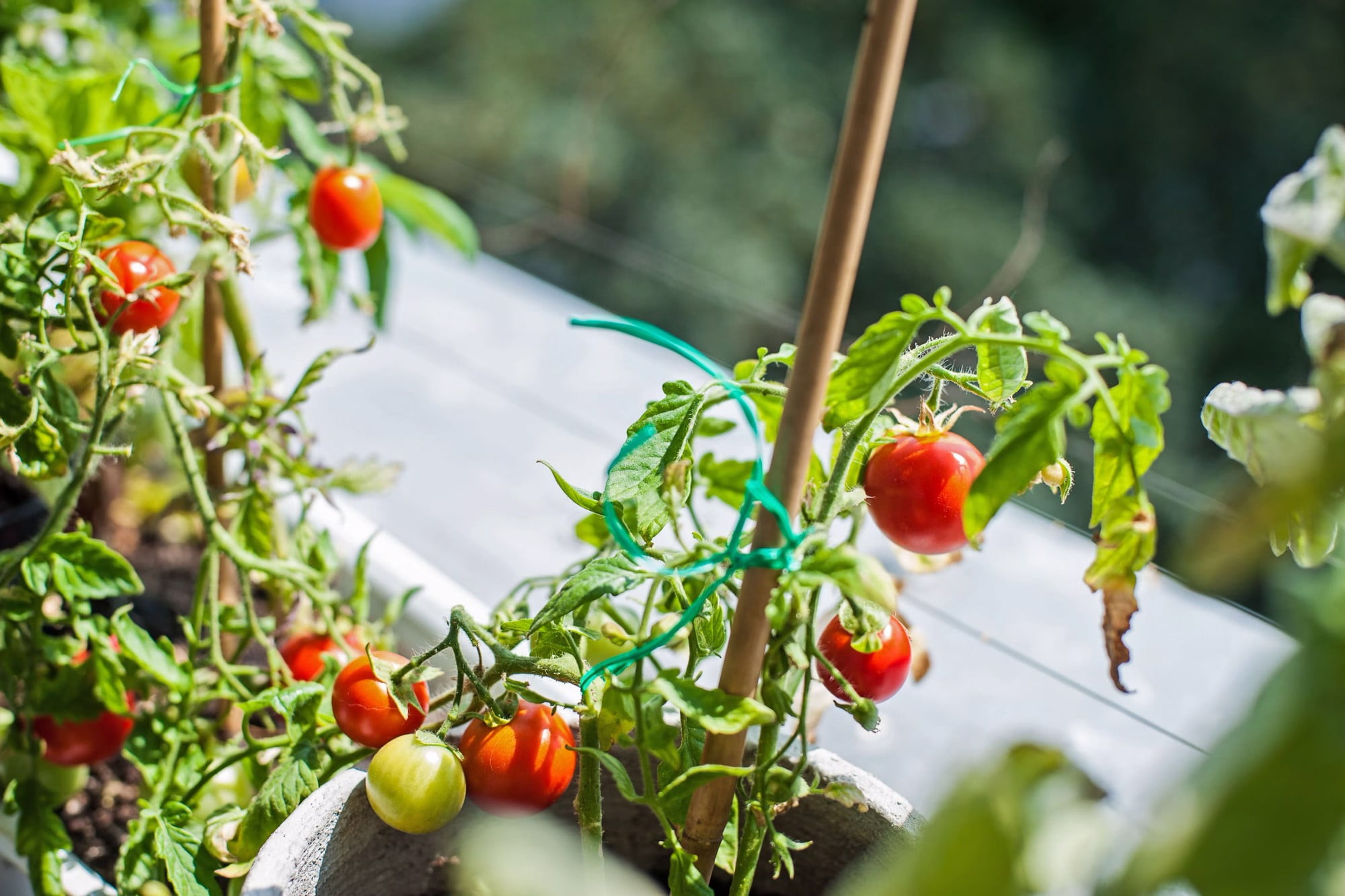 Vypěstujte si na balkoně vlastní keříčková rajčata.