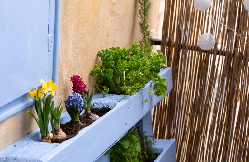 Pěstování na balkoně: Jak mít vlastní úrodu ovoce a zeleniny
