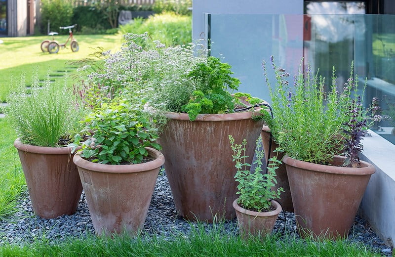 Flera radí: 7 jedlých rostlin na zahradu i balkon
