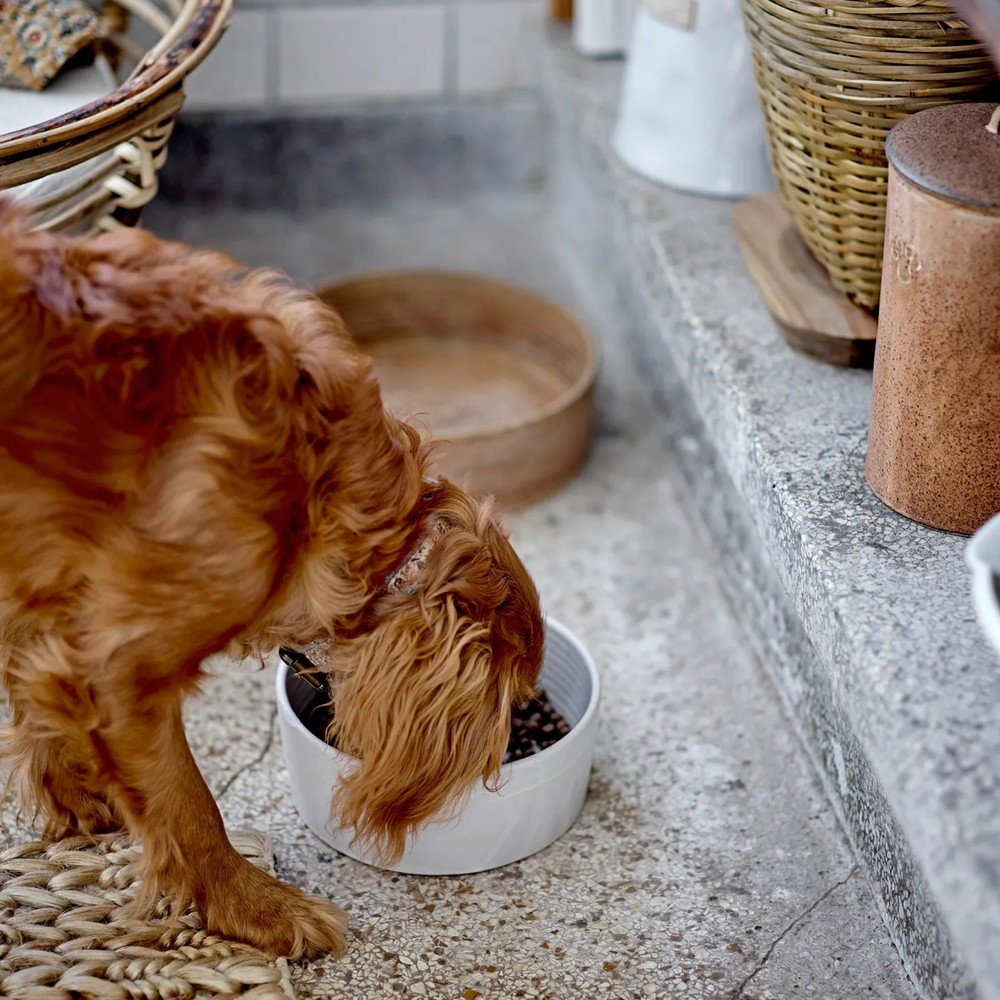 Inspirace: Domácí mazlíčci