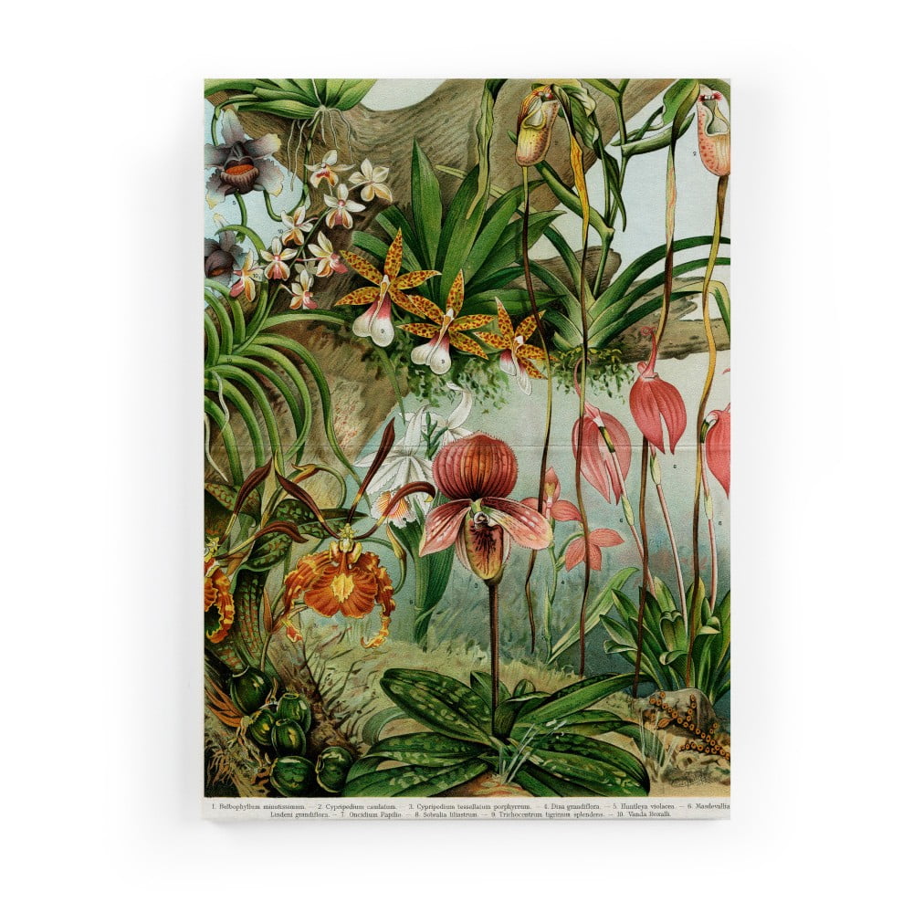Obraz na plátně Surdic Jungle Flowers, 50 x 70 cm