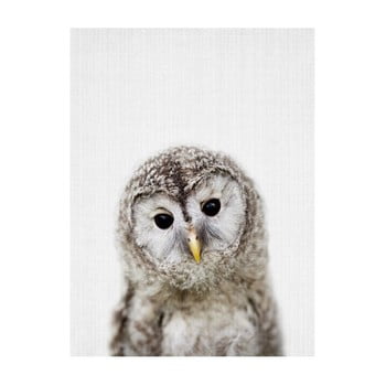 Poster Blue-Shaker Baby Animals Owl, 30 x 40 cm