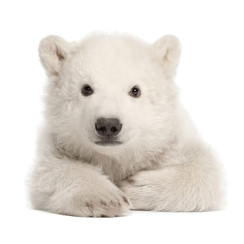 Autocolant pentru perete dekornik polar bear, 70 x 76 cm