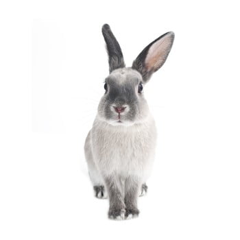 Autocolant pentru perete dekornik rabbit harry, 37 x 80 cm