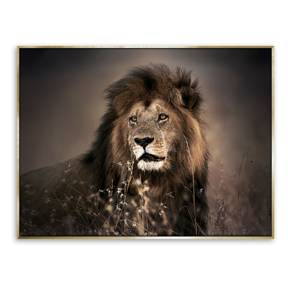 Obraz lva na plátně Styler Golden Lion, 62 x 82 cm