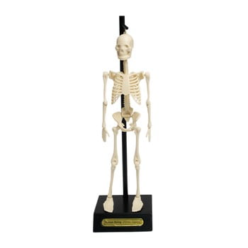 Mulaj schelet rex london anatomical