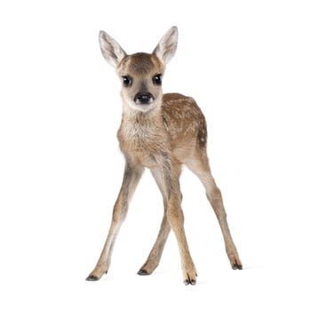 Autocolant pentru perete dekornik deer lucy, 55 x 88 cm
