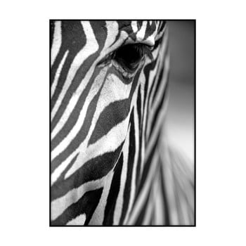 Poster Imagioo Zebra Texture, 40 x 30 cm