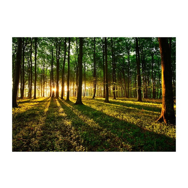 Velkoformátová tapeta Artgeist Spring Morning in the Forest, 200 x 140 cm